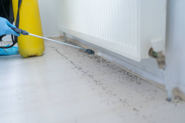 Flea Control Services in Baidland, PA