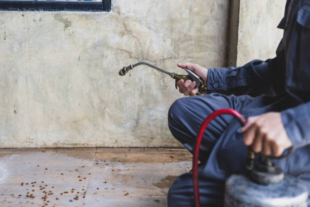 Wasp Removal Services in Baidland, PA